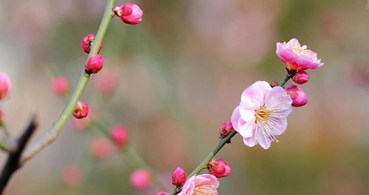 梅花的花语与象征意义（凛冬中的坚韧与希望——梅花的花语深意）