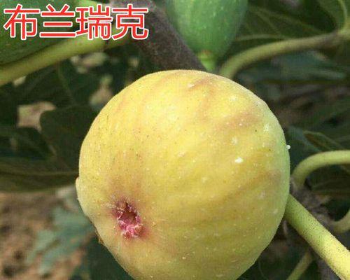 无花果种植全攻略（从选地到收获，打造无花果田的步步惊喜）