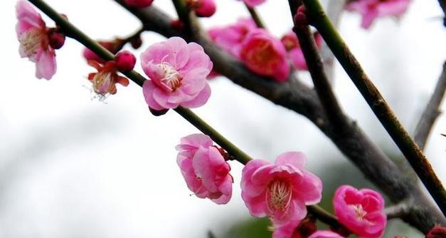 梅花的品质与象征（美丽坚韧与坚守自我）