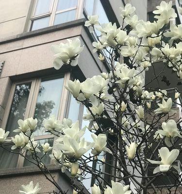 上海市花——白玉兰（白玉兰的美丽与文化魅力）