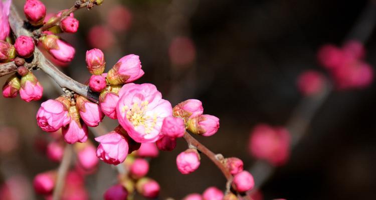 梅花（梅花的象征意义及文化内涵）