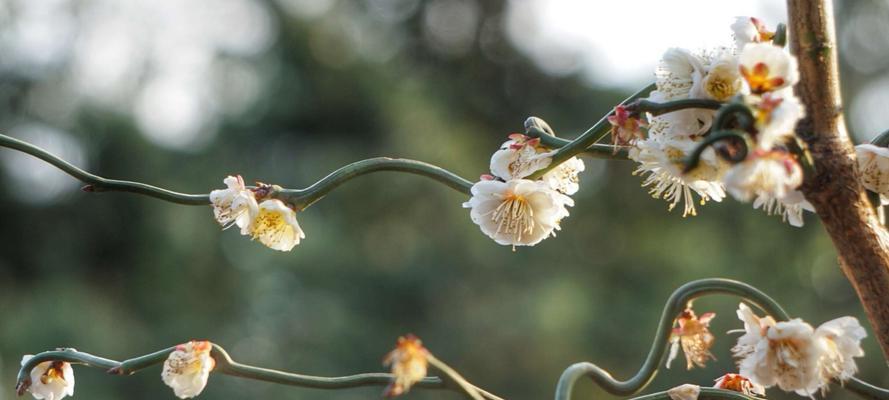 梅花（梅花的象征意义及文化内涵）