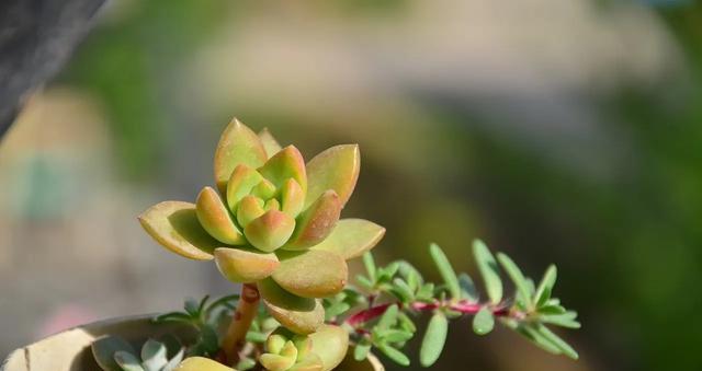 多肉植物种植全攻略（打造属于你的绿色世界）