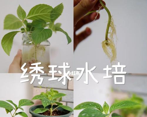 水培绣球花的养殖方法和技术（如何在水中养出美丽的绣球花）