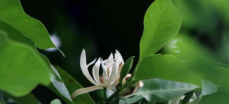 白兰花换盆须知（注意事项详解，让你的白兰花焕然一新）