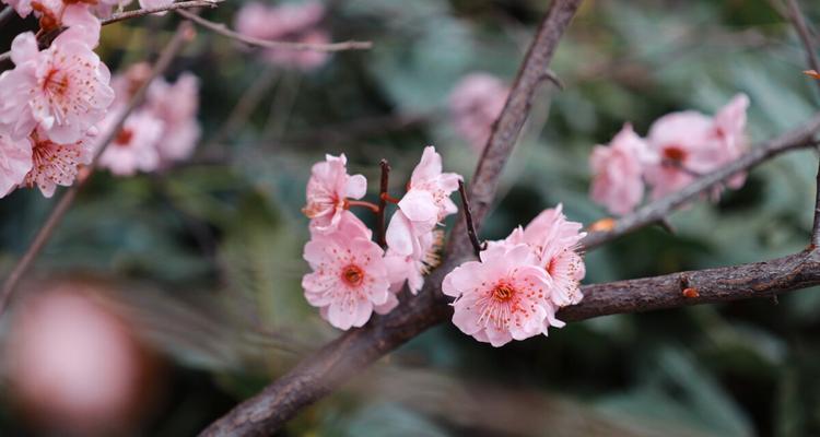 美人梅的花语及其象征意义（美人梅的花语与人们心灵的共鸣）