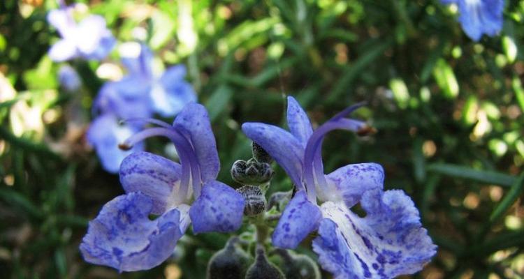 迷迭香的花语与意义（探寻迷迭香花语的神秘之处）