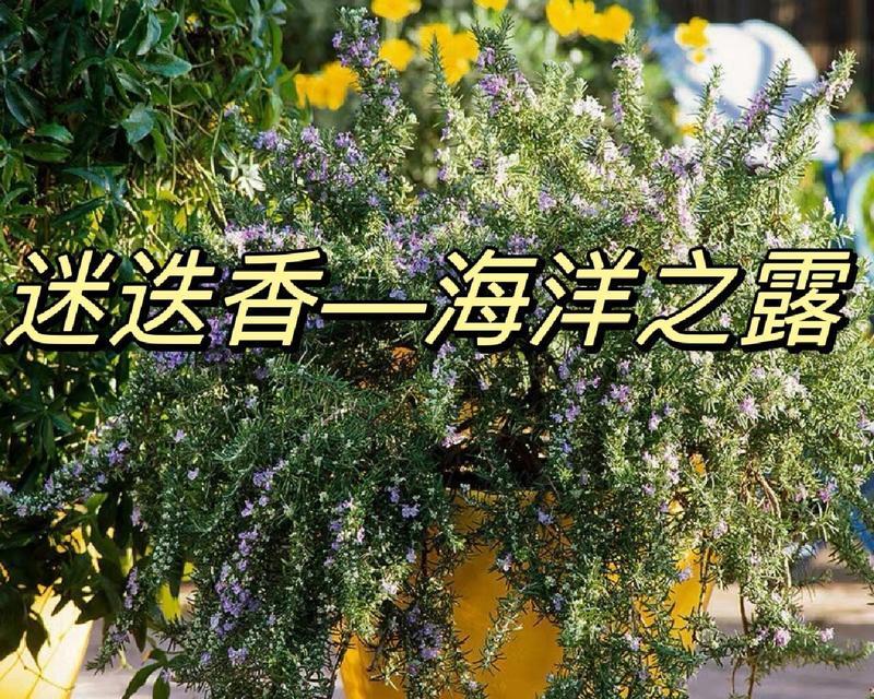 迷迭香的花语与传说（迷迭香花语的寓意与神秘传说揭秘）