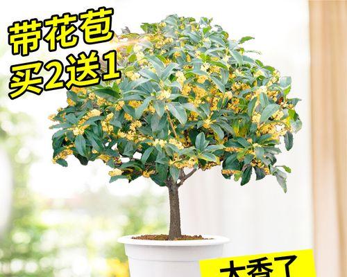 四季桂花适合在室内养吗（探讨四季桂花在室内养殖的可行性及注意事项）