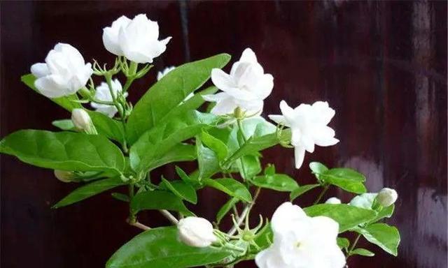 茉莉花的寓意与象征意义（揭示茉莉花的神秘面纱与内涵）