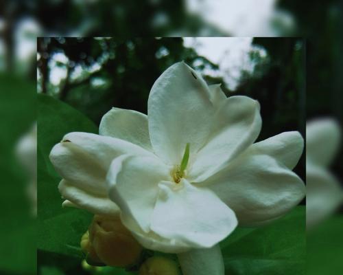 茉莉花之花语与意义（揭秘茉莉花所代表的情感和象征）