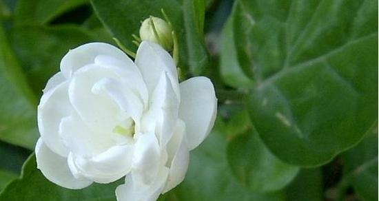 茉莉花的花语-传递纯洁与温馨的美好（茉莉花的花语解析及其象征意义）