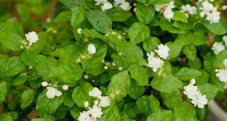 茉莉花的花语与寓意（茉莉花的香气传递幸福与希望）