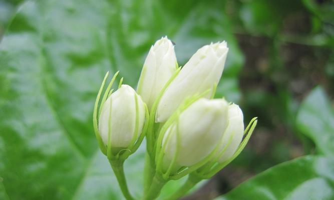 茉莉花的花语与寓意（茉莉花的香气传递幸福与希望）