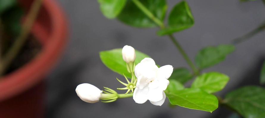 茉莉花的寓意和象征（解读茉莉花的文化象征，传递香气与希望）