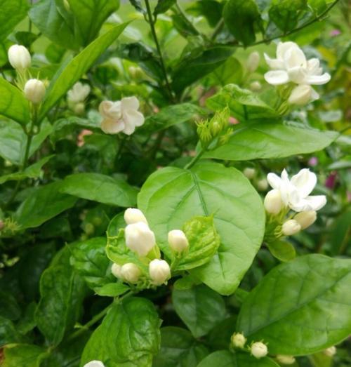 茉莉花的花语与寓意（解读茉莉花的神秘花语，传递爱与纯洁）