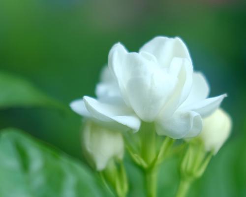 茉莉花语的意义与传承（探寻茉莉花的美丽内涵及其文化价值）