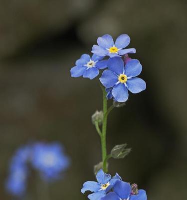 勿忘草花序类型及特点（了解勿忘草的不同花序类型，品味其独特魅力）