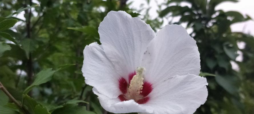 木槿花的风水寓意与象征（揭秘木槿花的吉祥之源与生命之意）