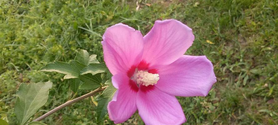 木槿花的花语及其意义（探索木槿花的神秘之美）