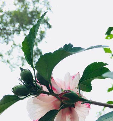 木槿花的花语——传递美丽与坚强（木槿花语）