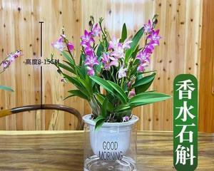 石斛花养殖指南（轻松学会石斛花的种植与护理）