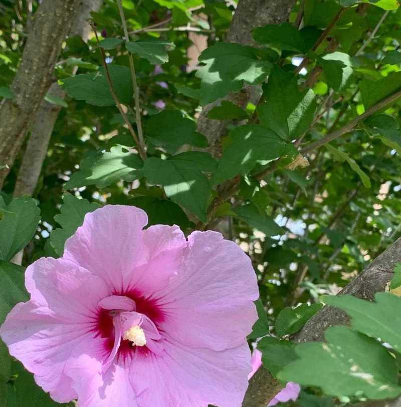 木槿花语的含义与传承（探索木槿花的神秘语言，传承千年文化）