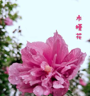 木槿花的花语之美（探寻木槿花背后的情感象征）
