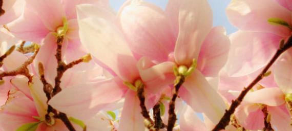 木兰花的花语与药用价值（探索木兰花的神秘之美与健康奇效）