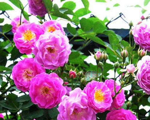蔷薇不只是美丽的攀爬者（了解蔷薇的品种和特点，让你惊叹）
