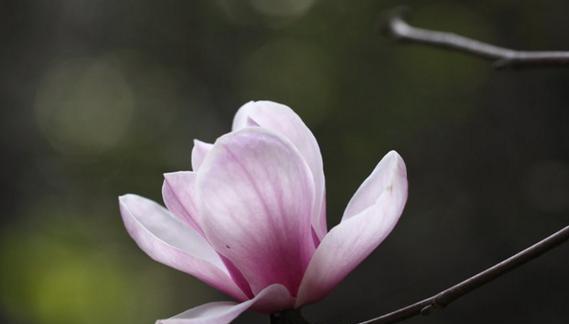 木兰花的花语及其寓意（探秘木兰花的象征意义，了解花语传达的深层含义）
