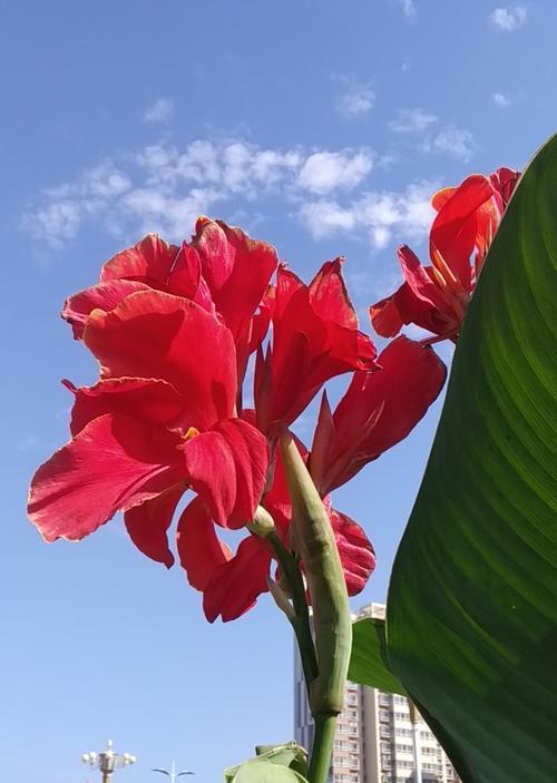 美人蕉开花的季节及观赏技巧（花开美人蕉，四季观赏不落空）