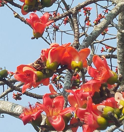 木棉花盛开的寓意与象征——生命与希望的化身（木棉花的美丽与象征意义）