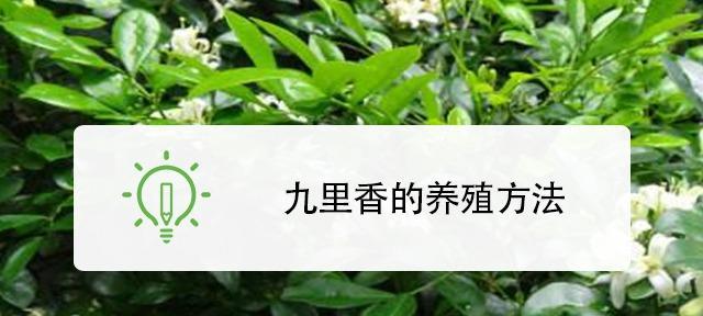 九里香的养殖方法图解（从种子到收成，让你轻松上手）