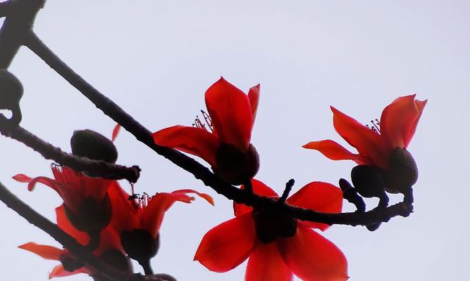 木棉花（探索木棉花的象征意义和美丽之道）