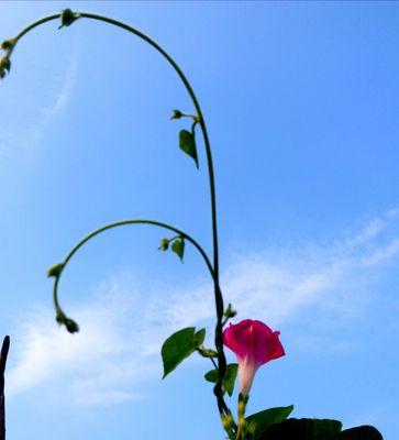 牵牛花为何能长得高？（揭秘牵牛花长高的原因及其生长特点）