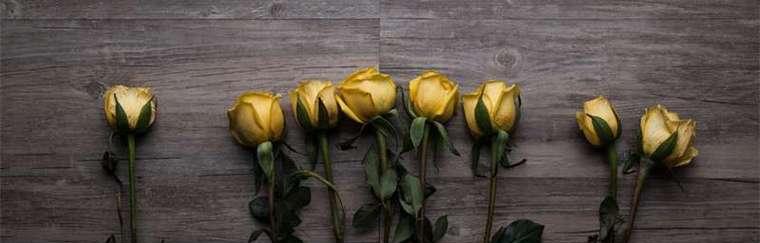 男人送女孩黄玫瑰的寓意与表达方式（黄玫瑰代表友谊、祝福与感恩的一种特殊表达方式）