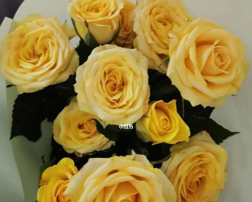 男人送女孩黄玫瑰的寓意与表达方式（黄玫瑰代表友谊、祝福与感恩的一种特殊表达方式）