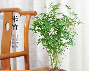 盆栽毛竹的快速生长方法（如何让你的毛竹茁壮成长）