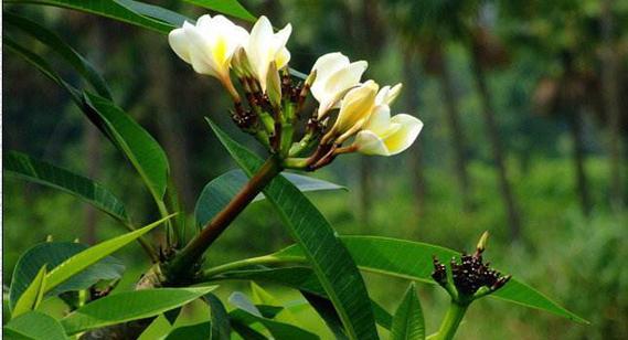 茑尾花的花语及其深刻寓意（探索茑尾花的隐藏花语，呈现大自然奇妙的秘密）