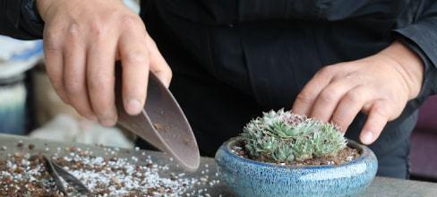 多肉种植方法全解析（学会这些技巧，打造自己的多肉花园）