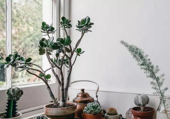 多肉种植方法全解析（学会这些技巧，打造自己的多肉花园）