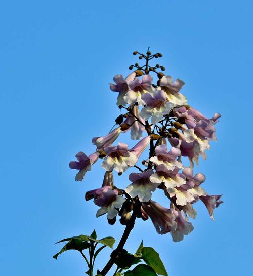 泡桐花的花语与寓意（传递希望与繁荣的花海）