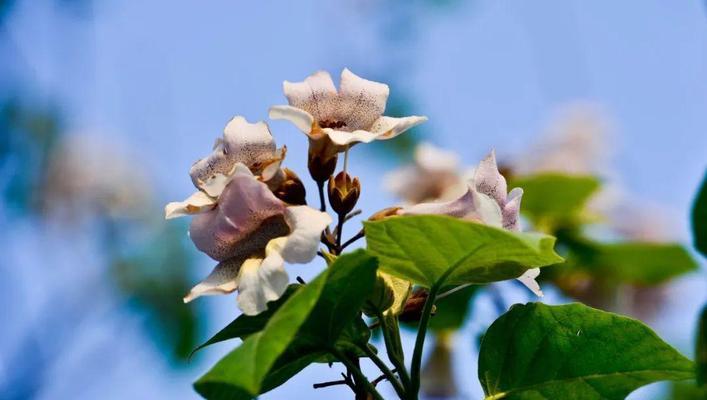 泡桐花的花语与寓意（传递希望与繁荣的花海）