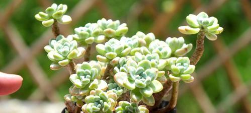 多肉植物如何养才能爆盆？（技巧掌握，轻松养出鲜艳生机）