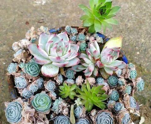多肉植物如何养才能爆盆？（技巧掌握，轻松养出鲜艳生机）