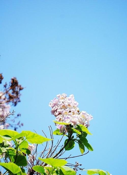 泡桐花的传说与花语（探寻泡桐花的神秘魅力，解读花语中的深意）