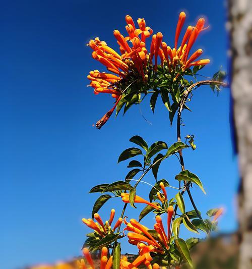 炮仗花花语之美（探秘炮仗花的花语，祝福传递的艺术）