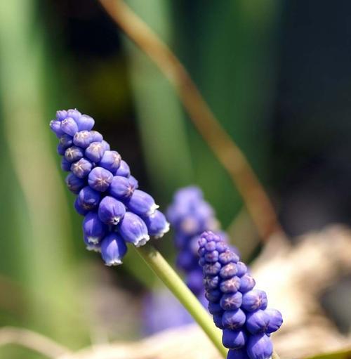 葡萄风信子花语（揭秘葡萄风信子的花语，传递浪漫与温馨的情感）