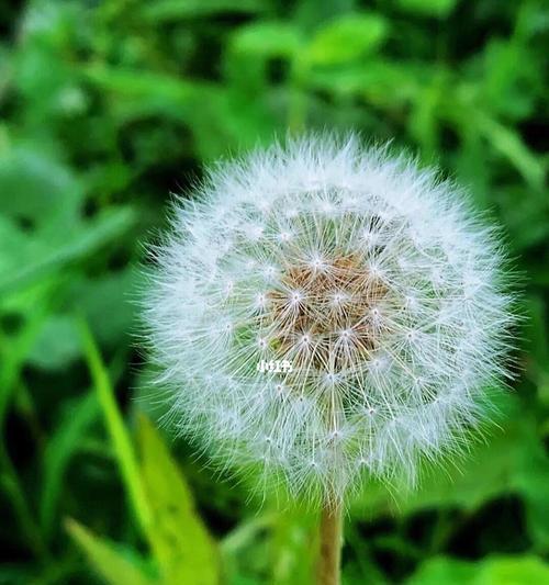蒲公英花语与传说（蒲公英的花语及传说解析，探寻其中的奥秘）